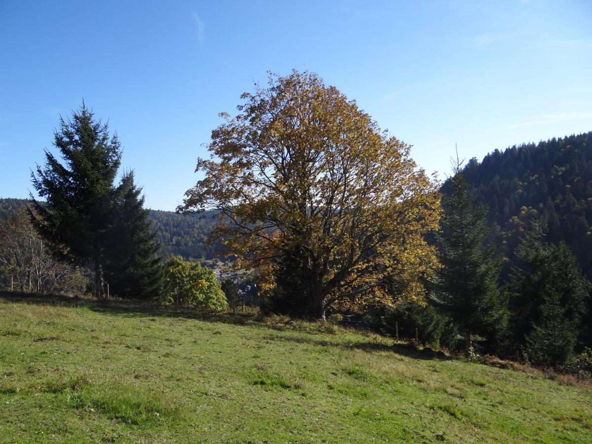 Apartments Amalia - Mit Wlan Und Sky In Traumhafter Lage Todtmoos Exterior foto